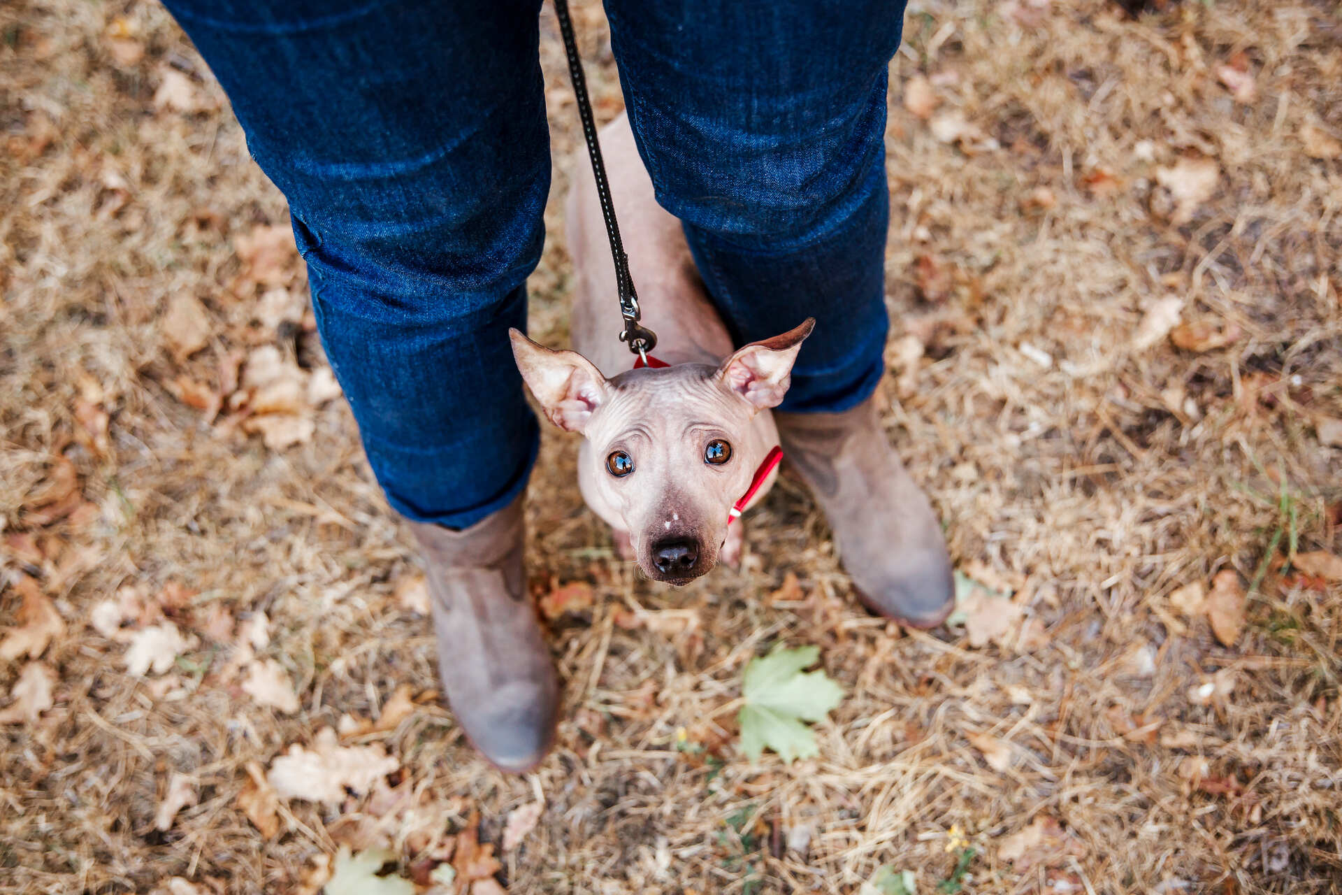 A scared dog looking upward from between a trainer's legs