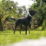 Black dog wearing gps tracker standing outside in front of wooden fence