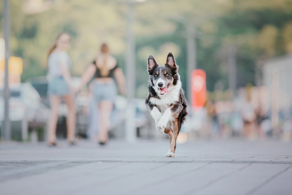 A dog running off in a city