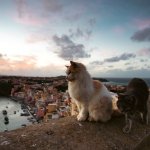 Two cats sitting by a bridge overlooking a river