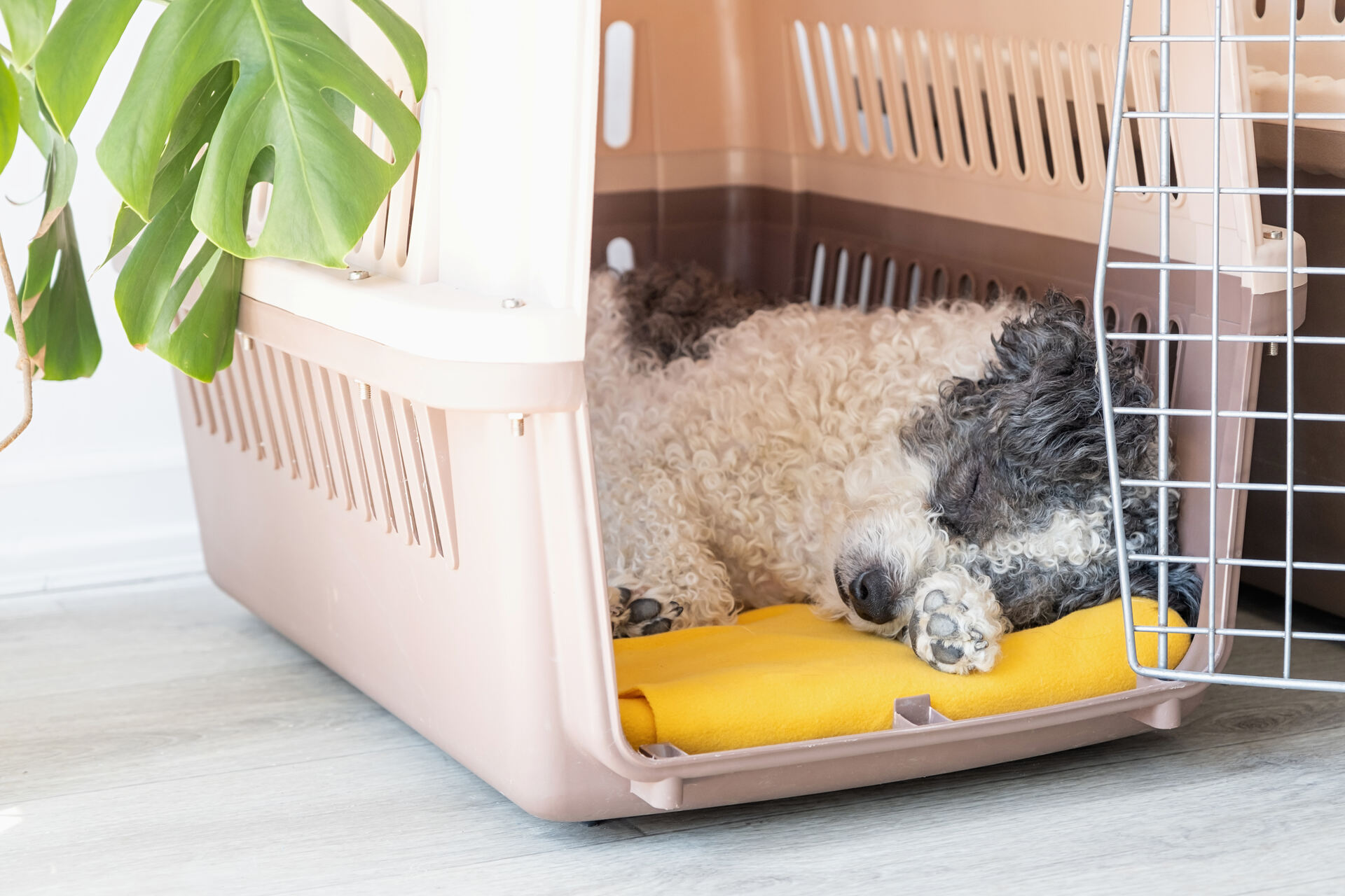 A dog sleeping in a travel carrier