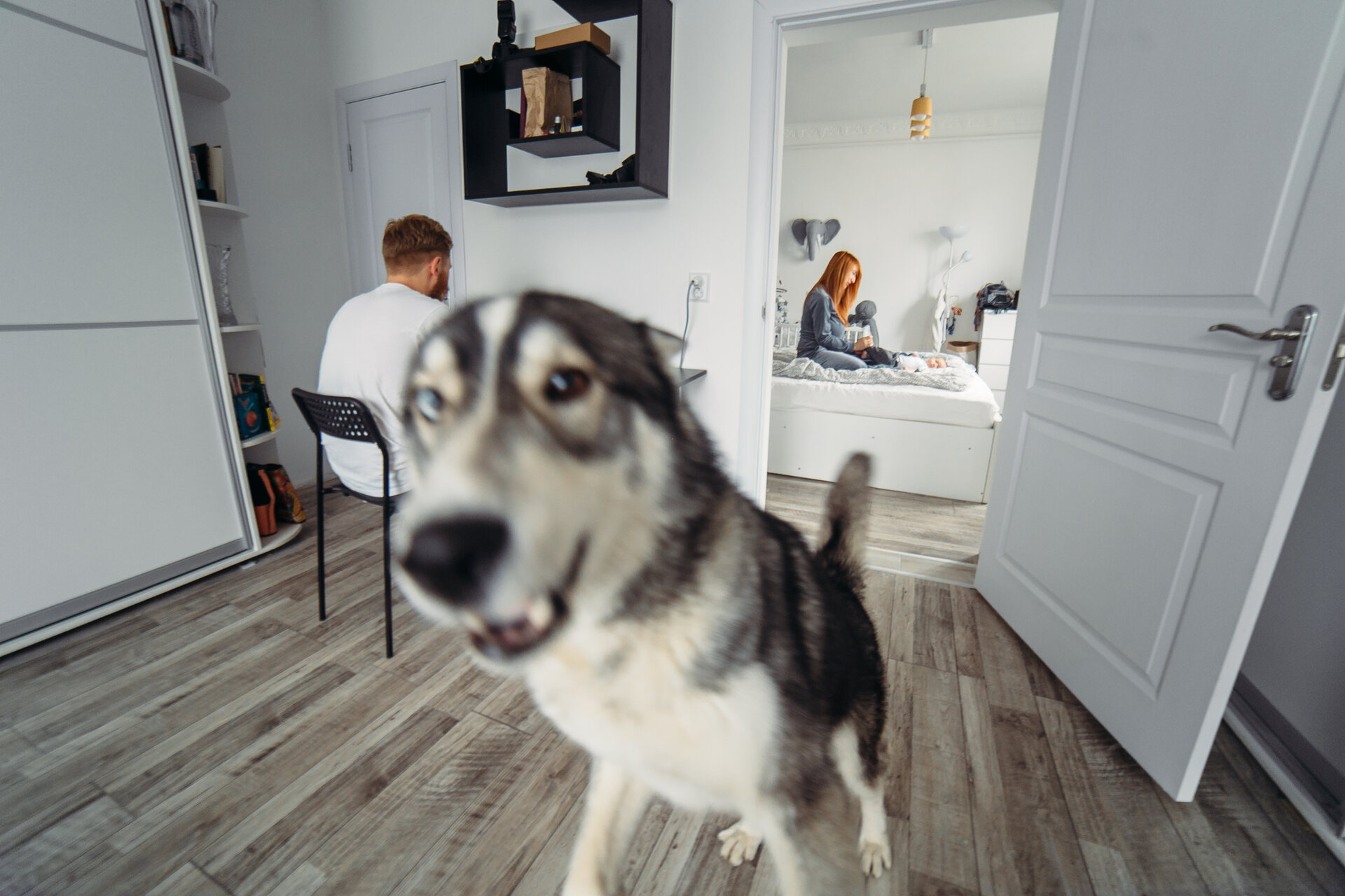 A hyperactive dog at home with busy parents