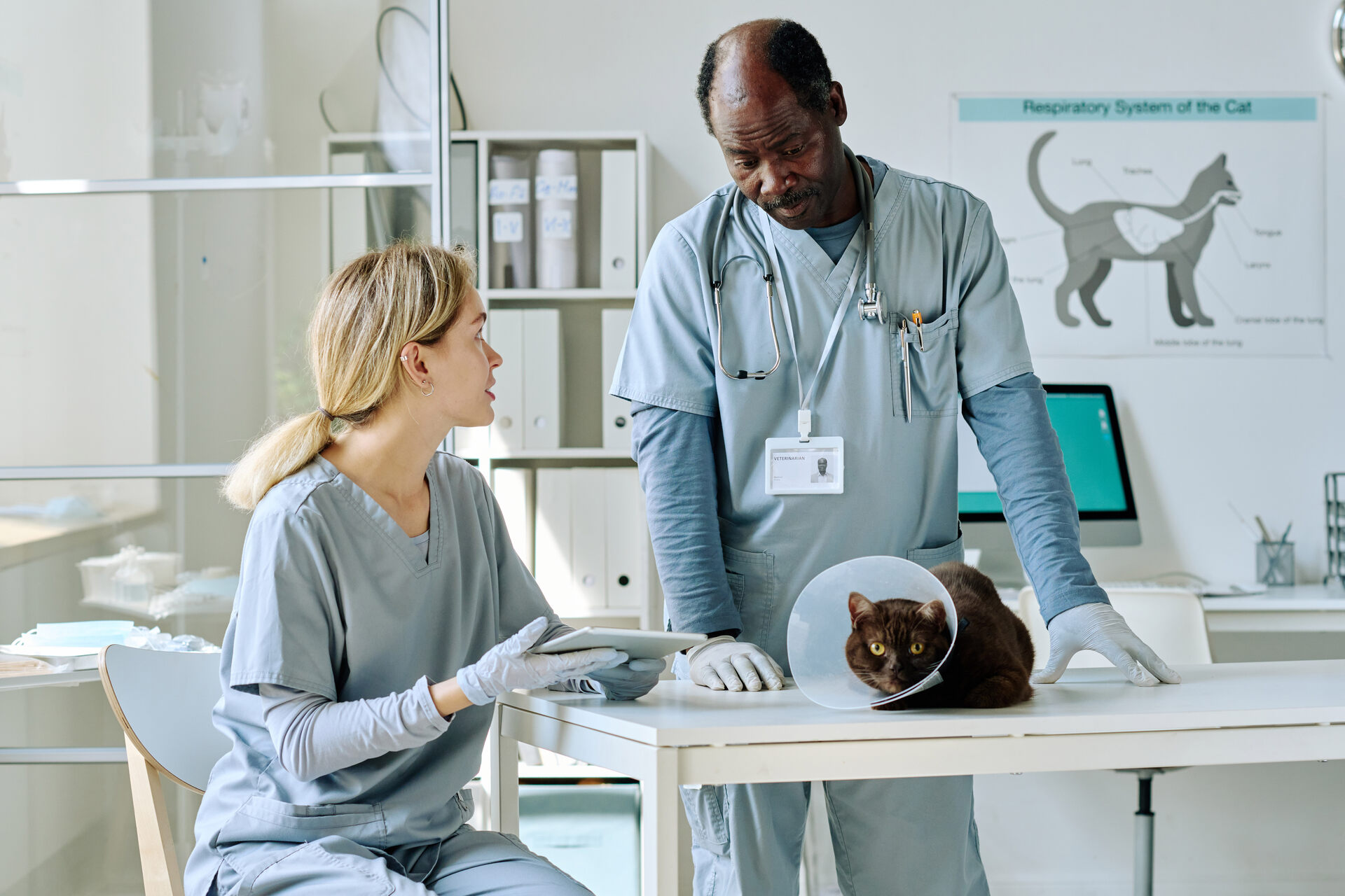 A pair of vets examining a cat at a clinic