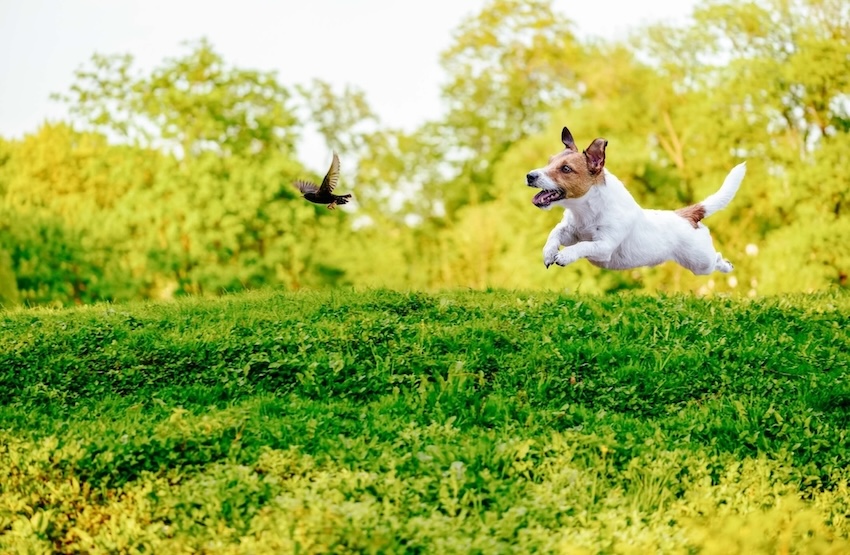 Terrier jagt Vogel