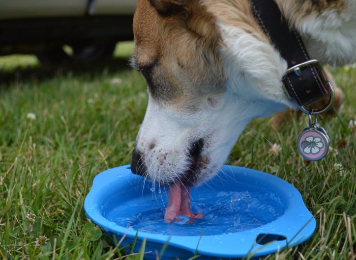 perro bebiendo agua de un cuenco azul