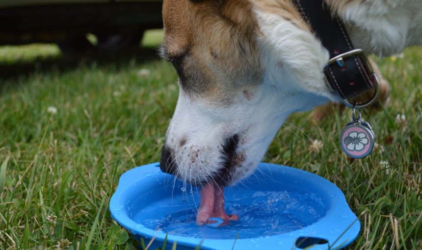 dog drinking a lot of water from a blue bowl