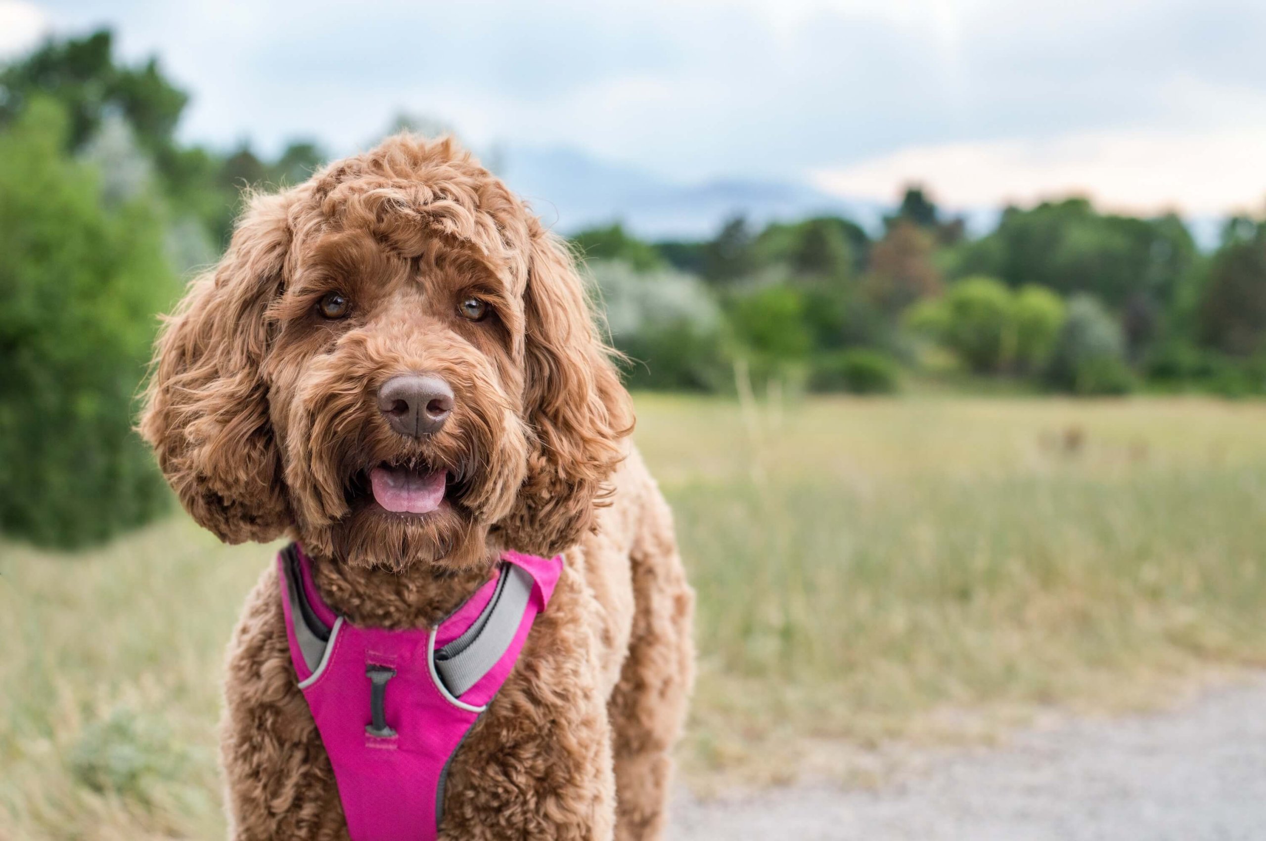 Brauner Hund mit lockigem Fell trägt pinkes Geschirr