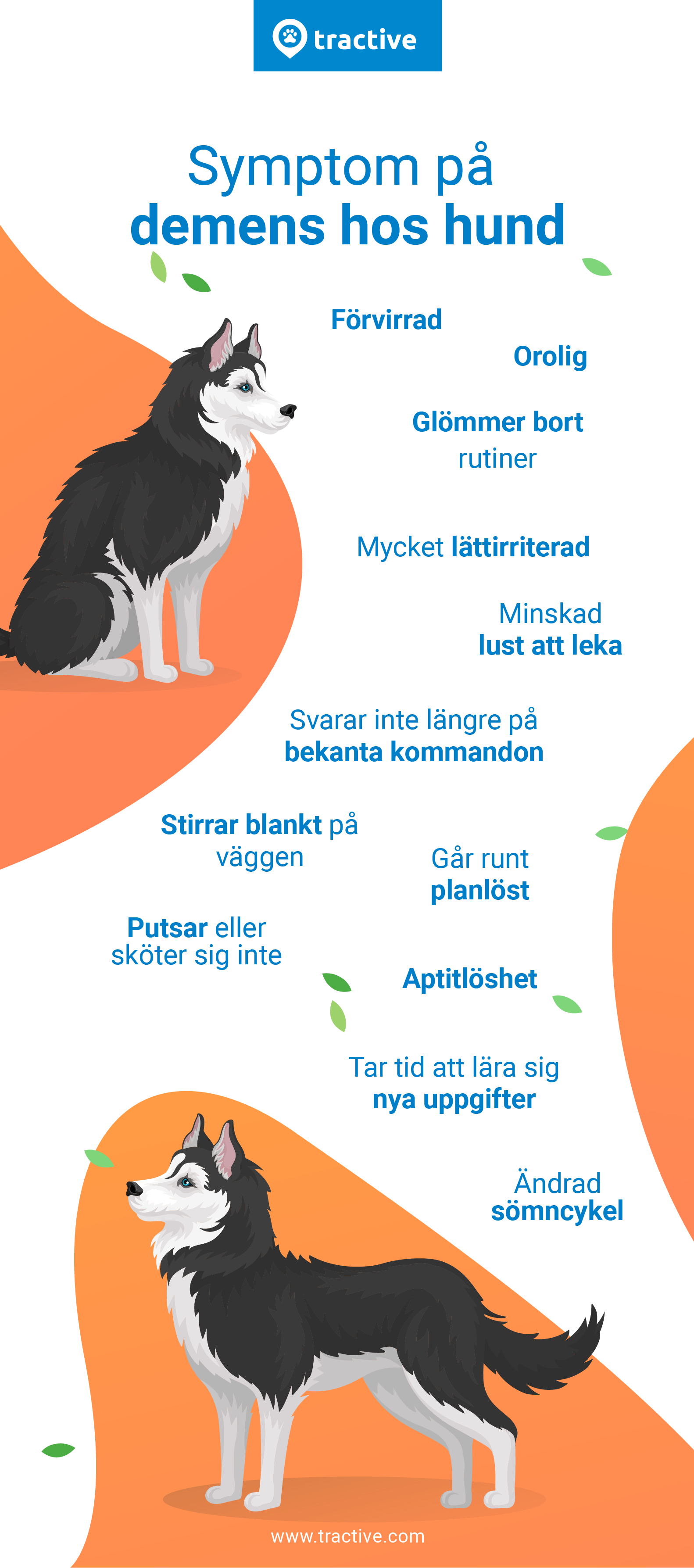 symptom på hund med demens