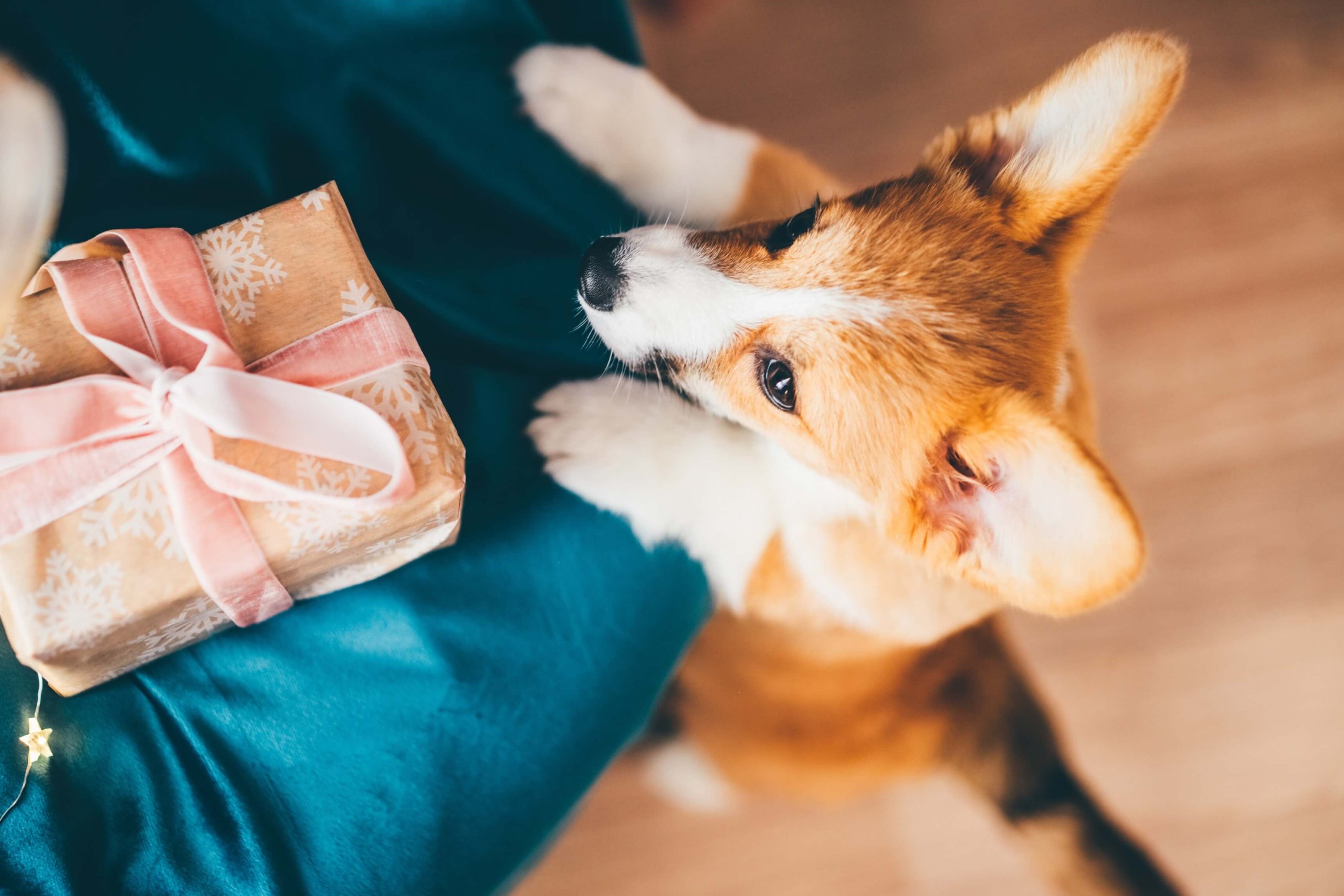 Corgi sieht hoch zu einem Geschenk