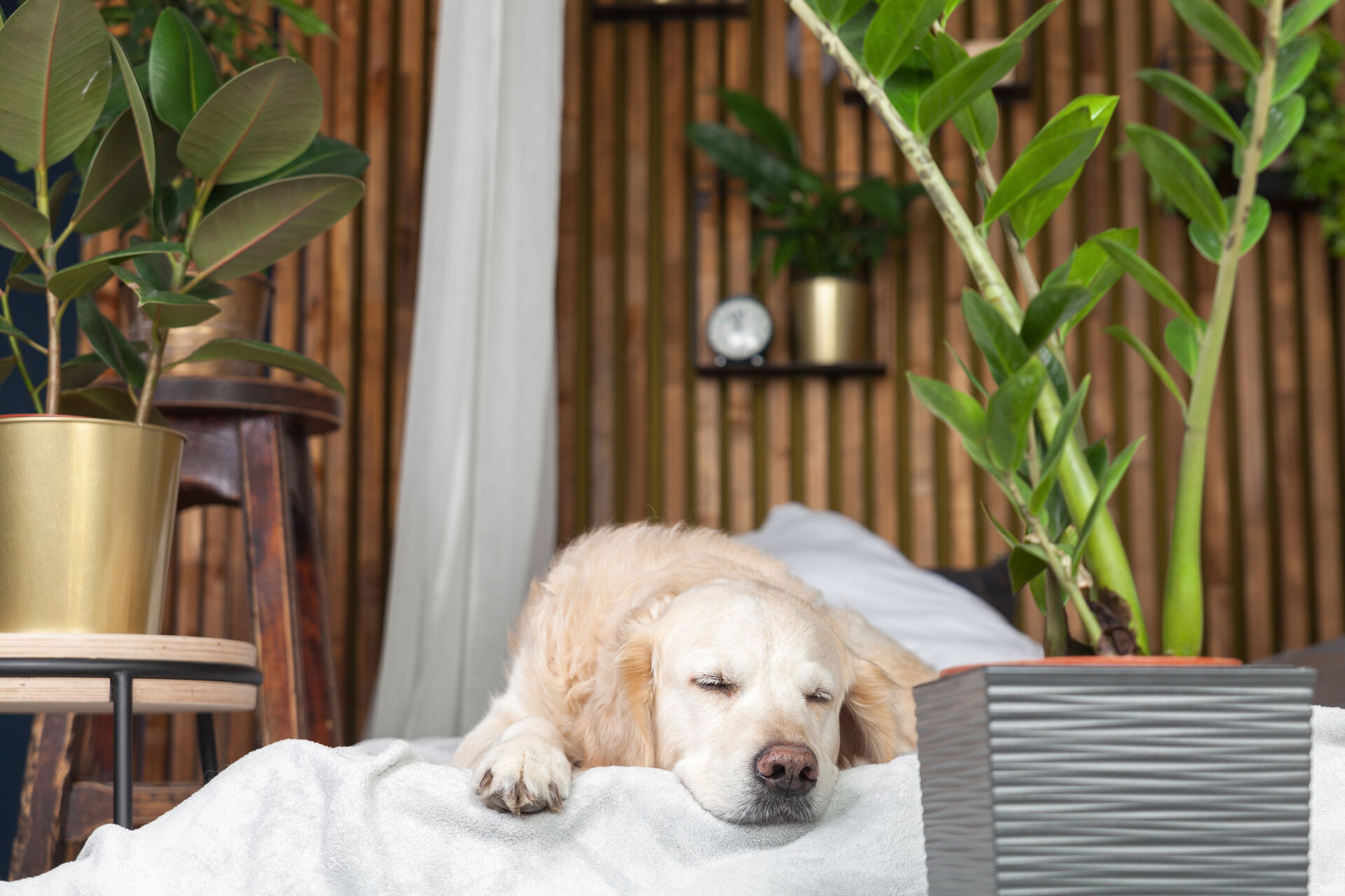 A dog resting on a hotel bed