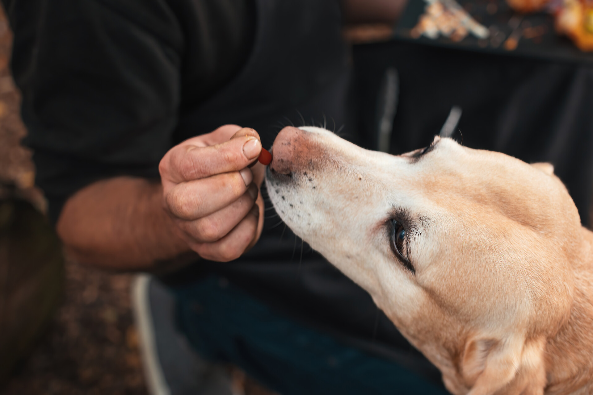 A man offering a treat to a dog