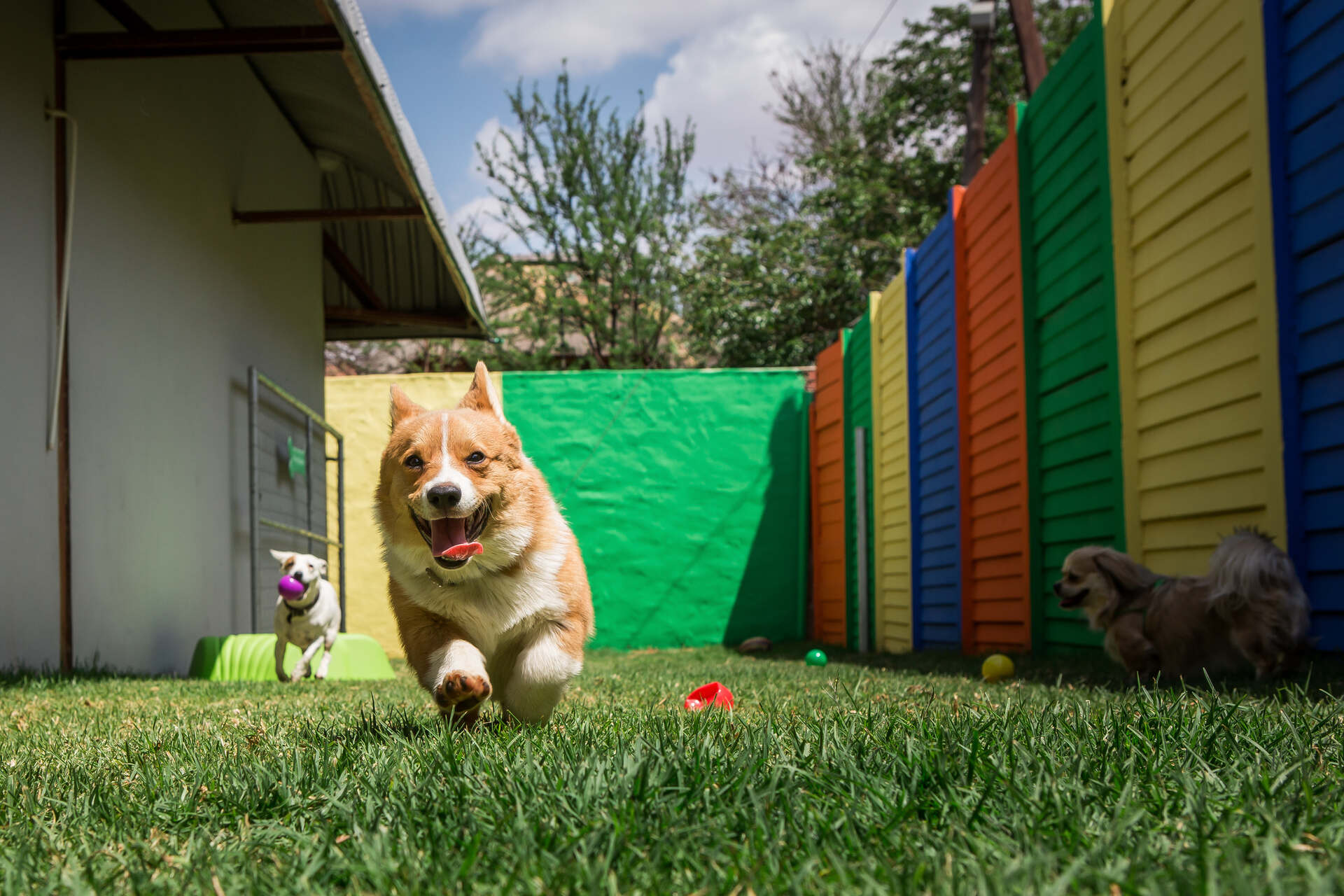 Two dogs playing in a backyard