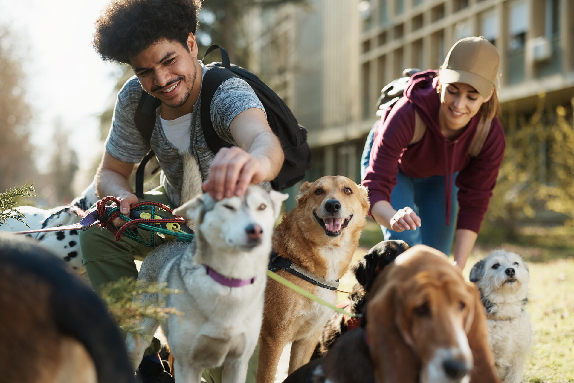 A couple walking a group of dogs at a park