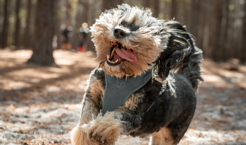 A small dog running through a forest