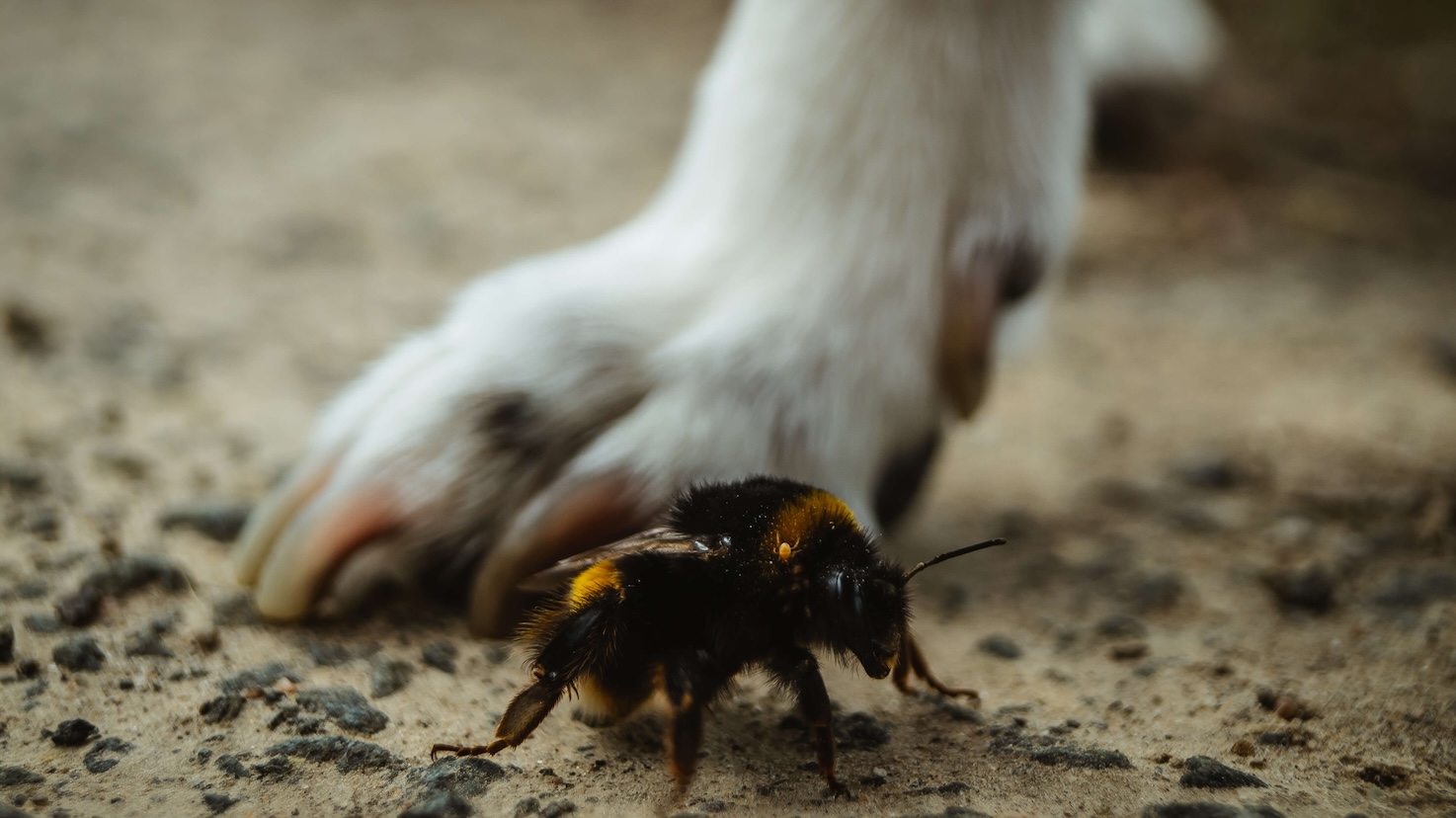 Hundefuß neben einer Hummel am Boden