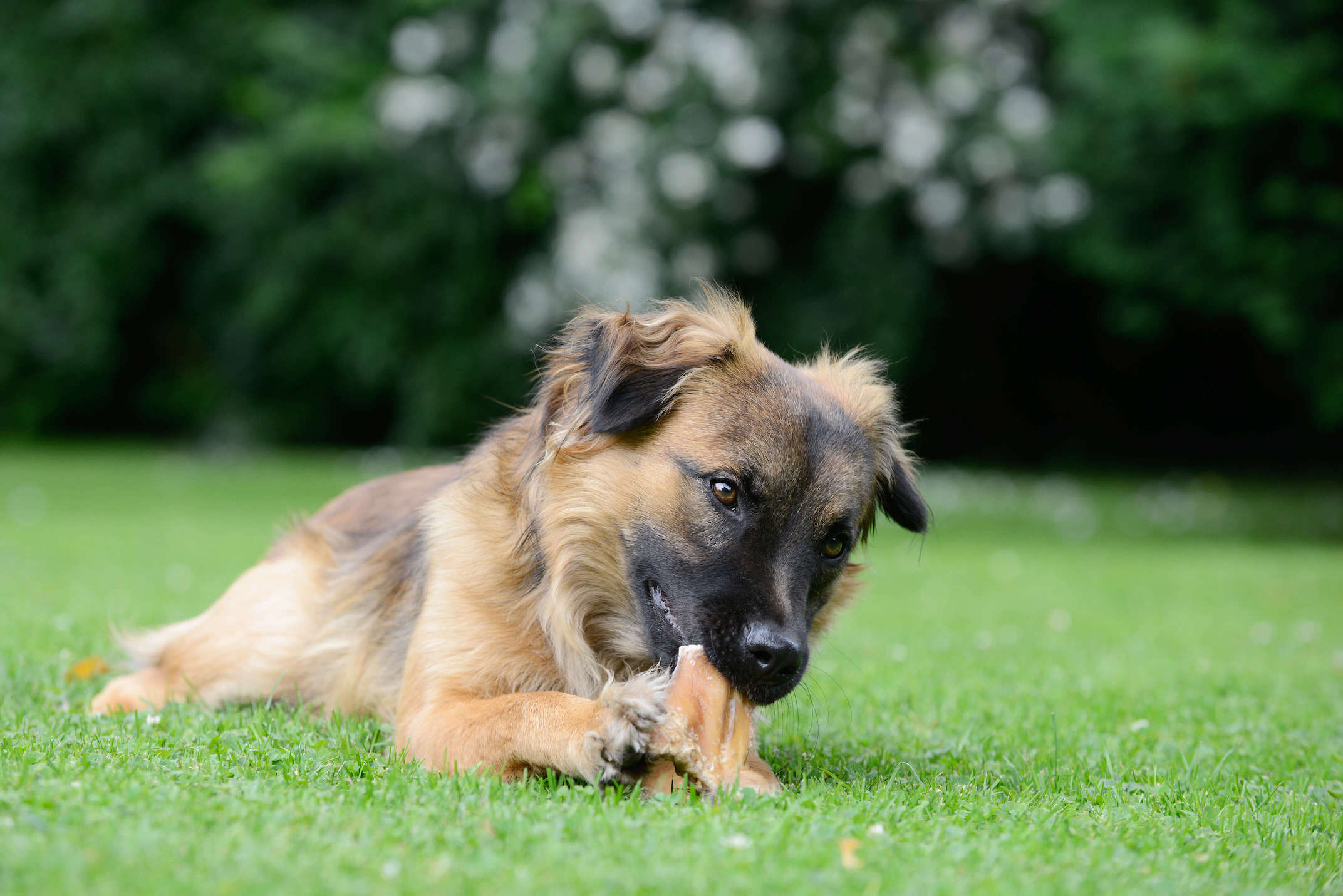 Hund kaut an Kaustange im Gras