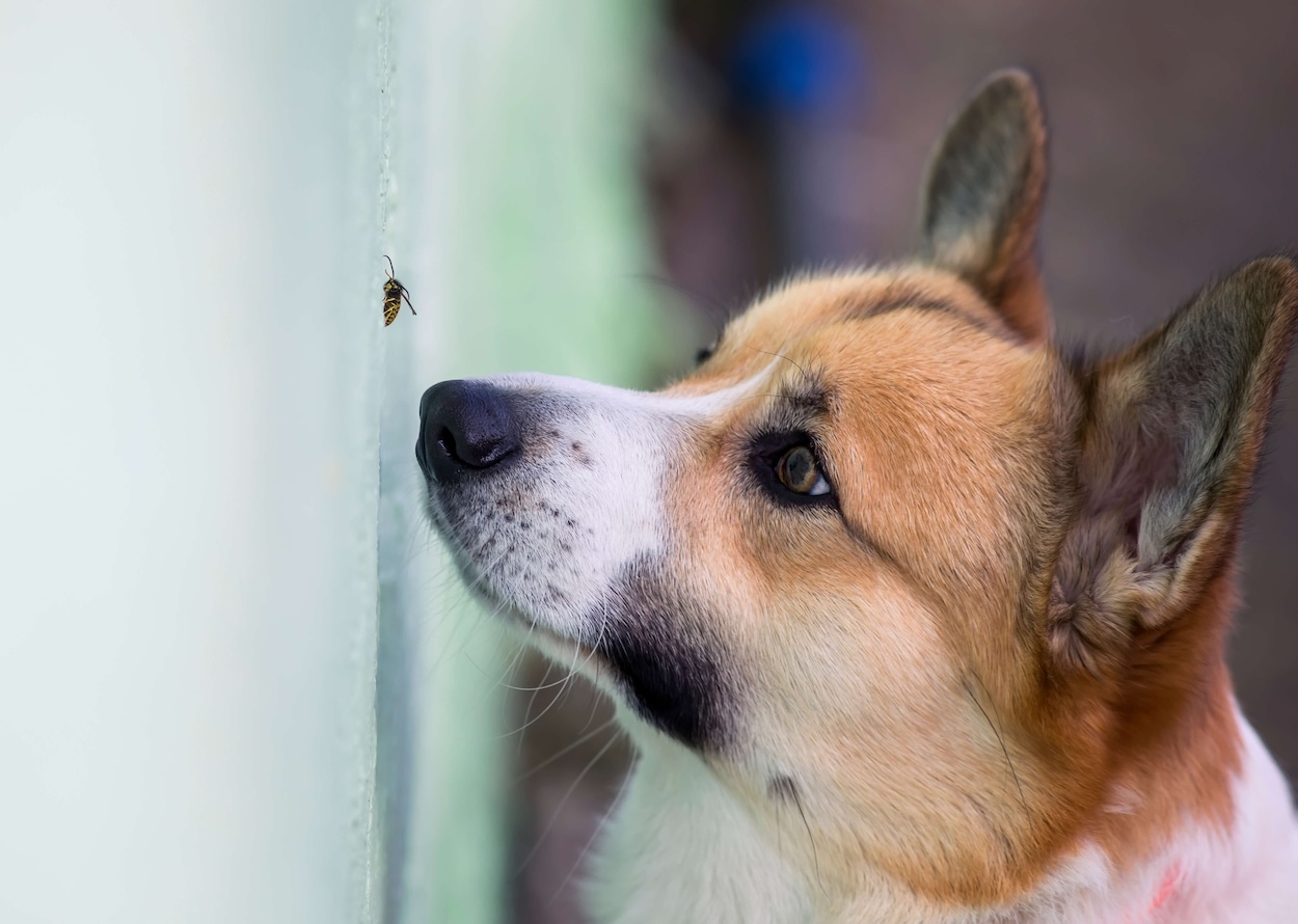 Hund beobachtet Wespe neben ihm