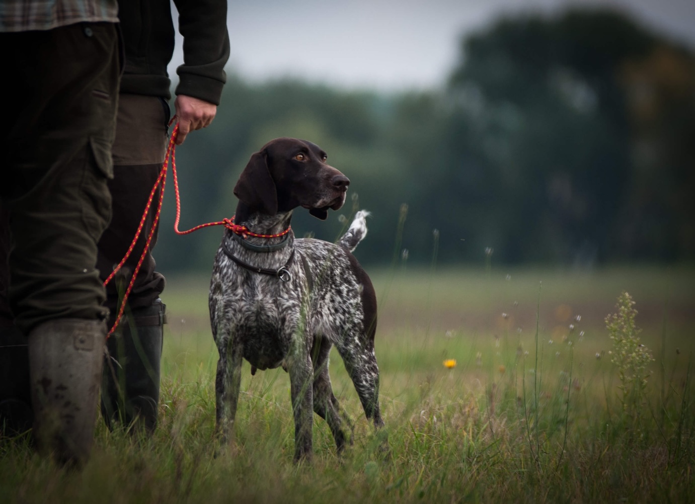 Jagdhund geht an der Leine auf einem Feld