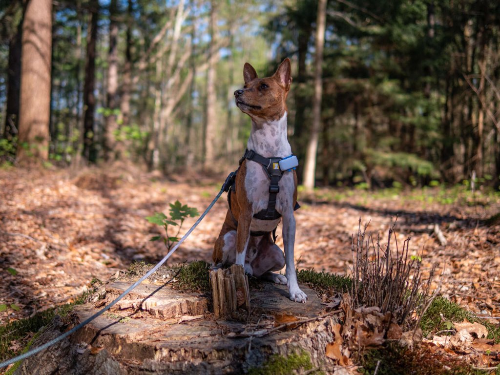 Charlie wearing a harness and Tractive GPS