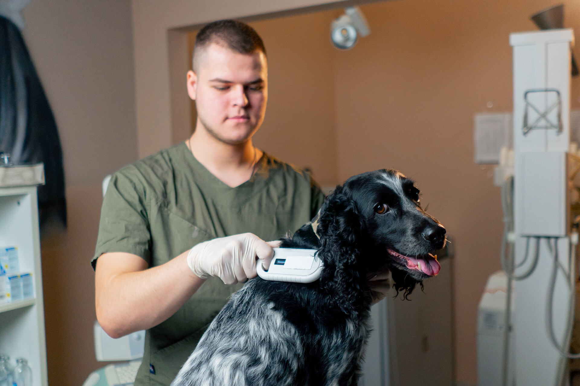 A vet scanning a dog for a microchip