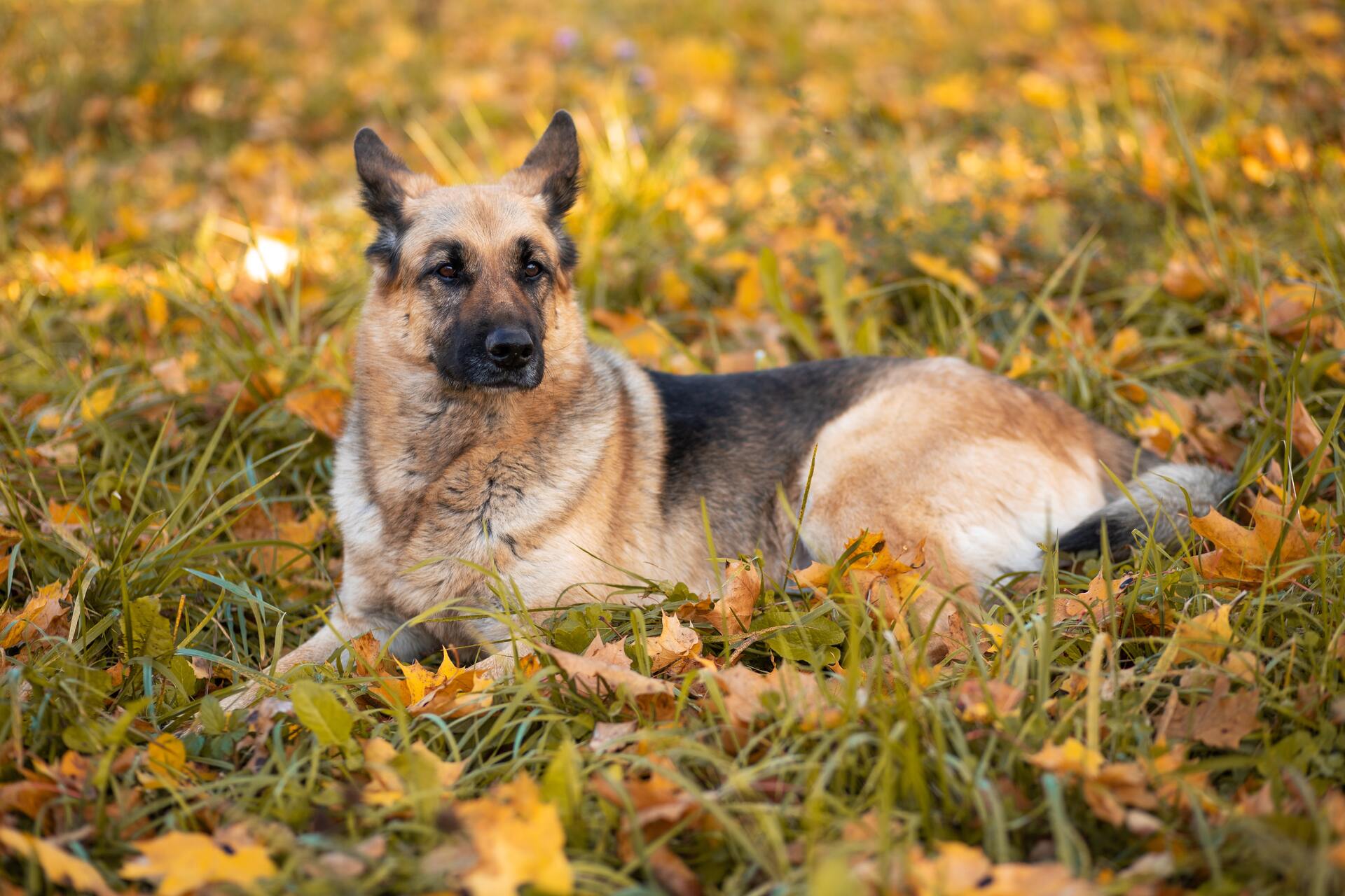 A German Shepherd resting in a leafy garden