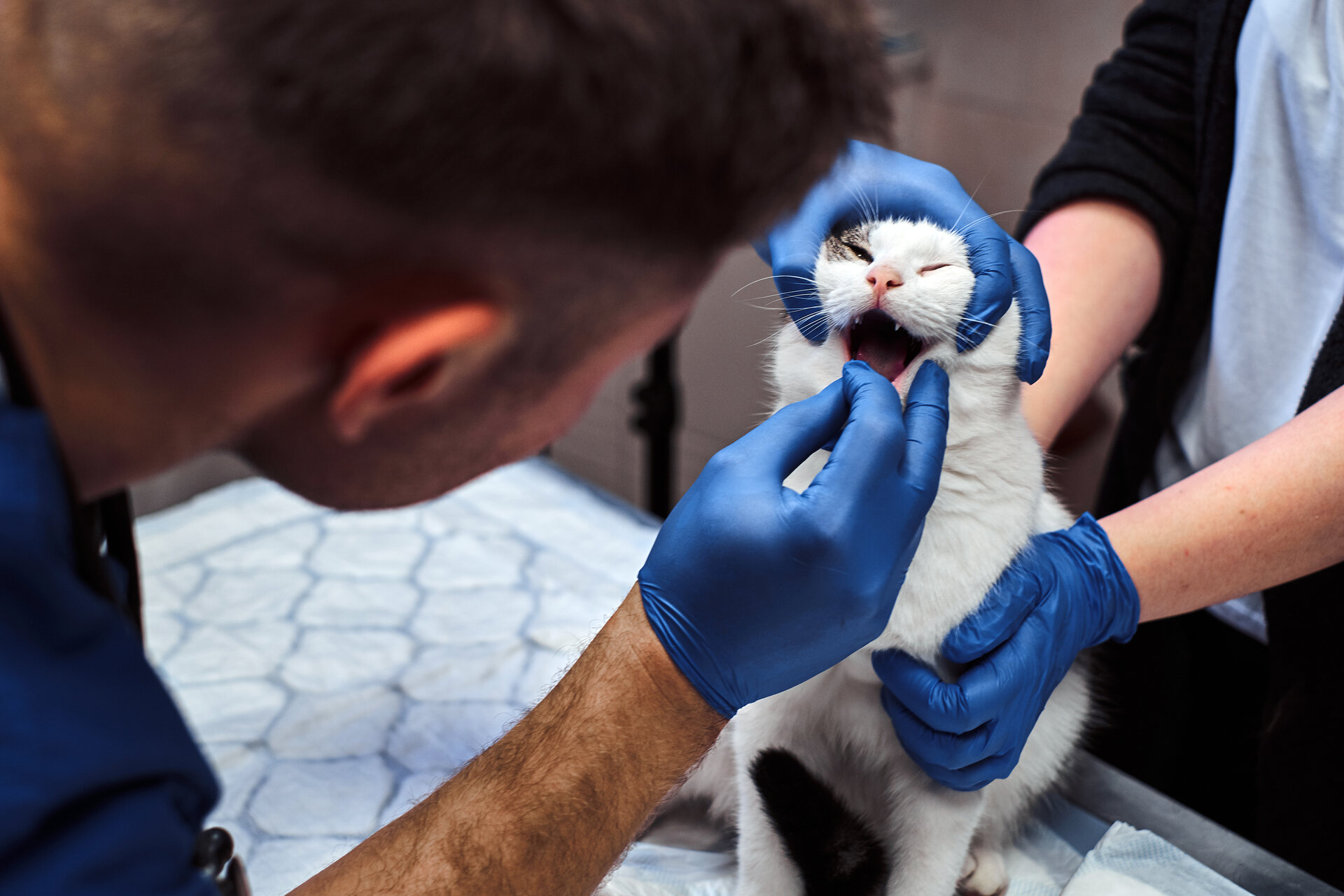 A vet examining a cat's teeth