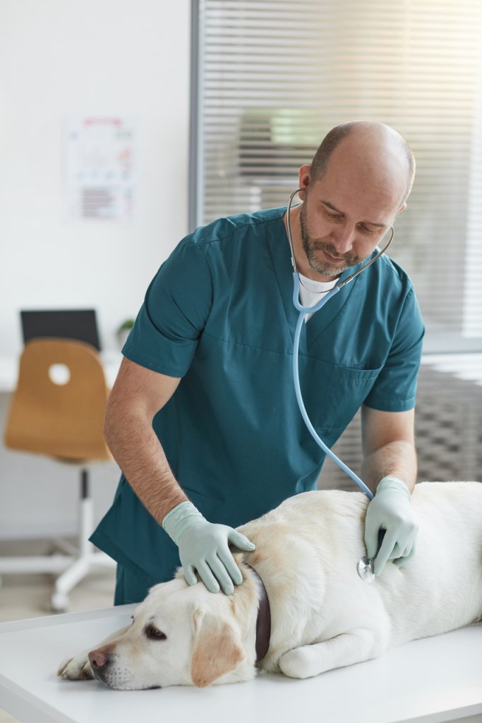 A vet examining a big dog with a stethoscope