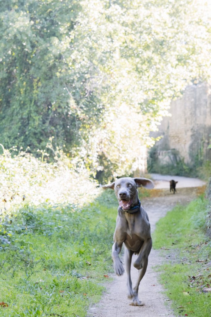 A dog running off on a forest trail