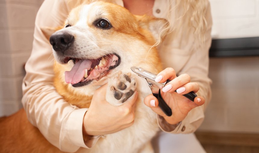 A woman trimming a Corgi's nails at home