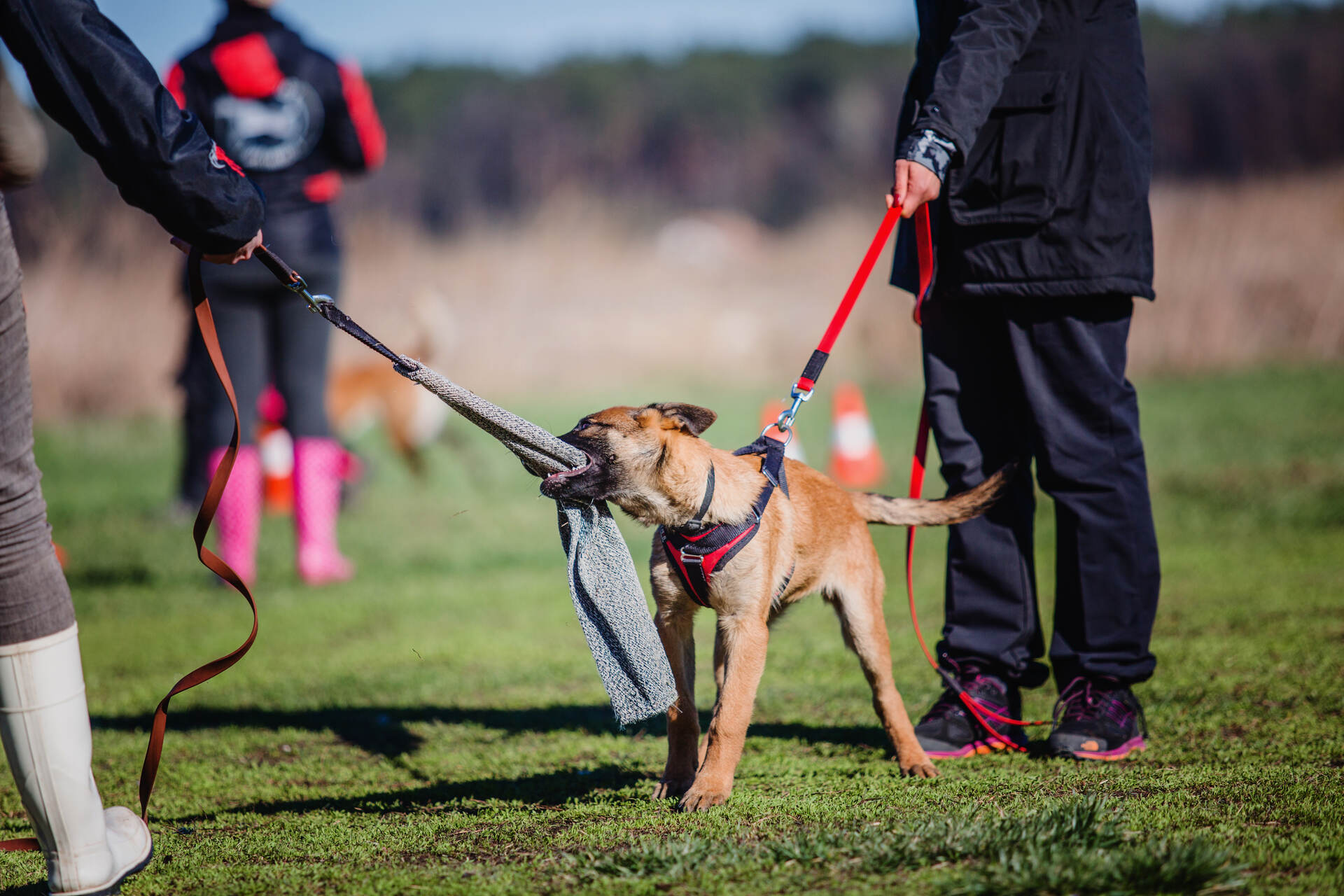 A dog in an obedience training class