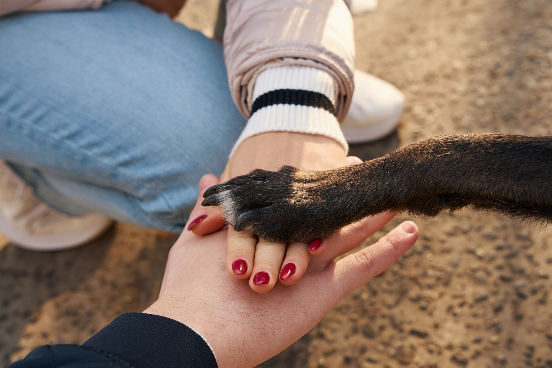 A couple with a walk with their dog in a park