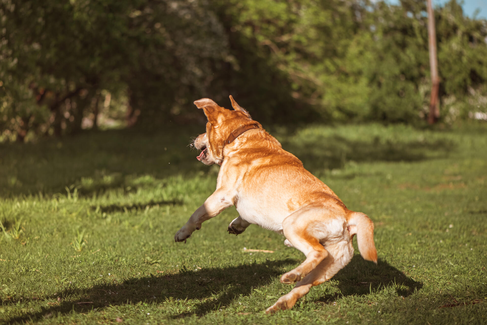 A brown dog running away into a forested path