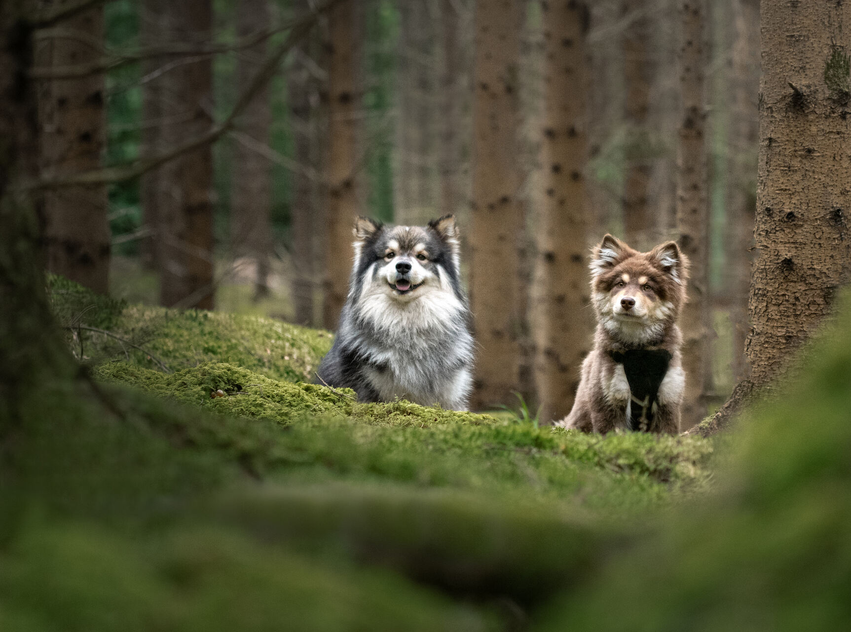 Two dogs exploring a forest