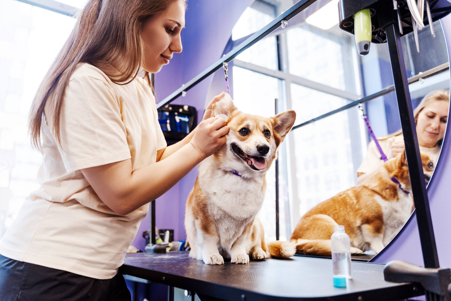 A woman cleaning out her dog's ears