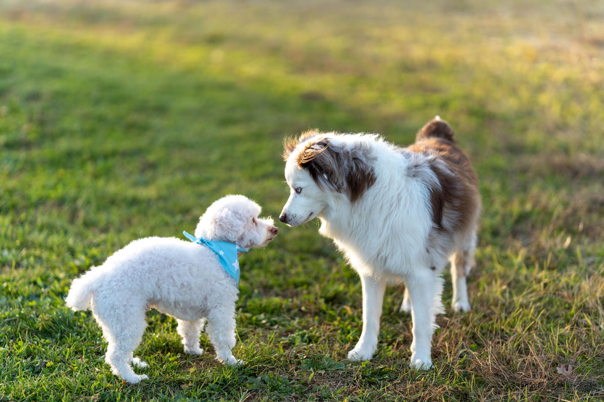 Two dogs sniffing each other in a garden