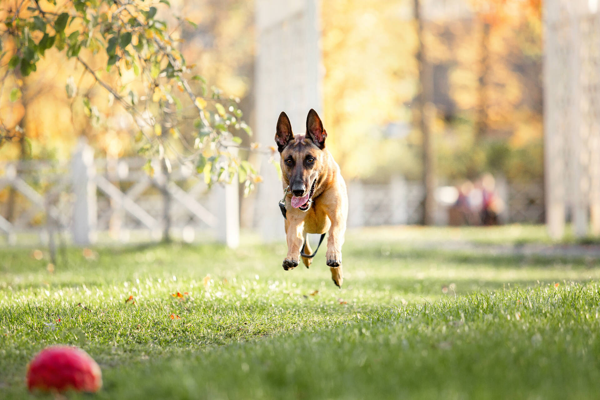 A dog running after a ball in a garden