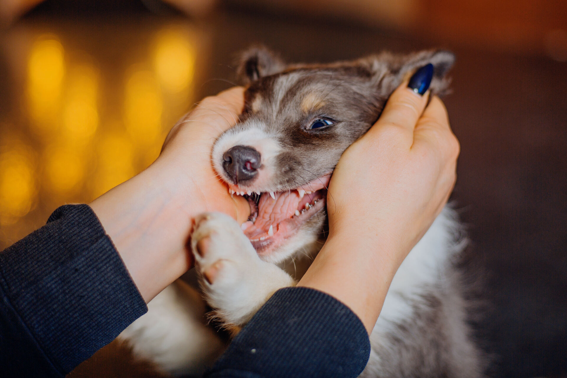 A puppy play biting at a woman's hands