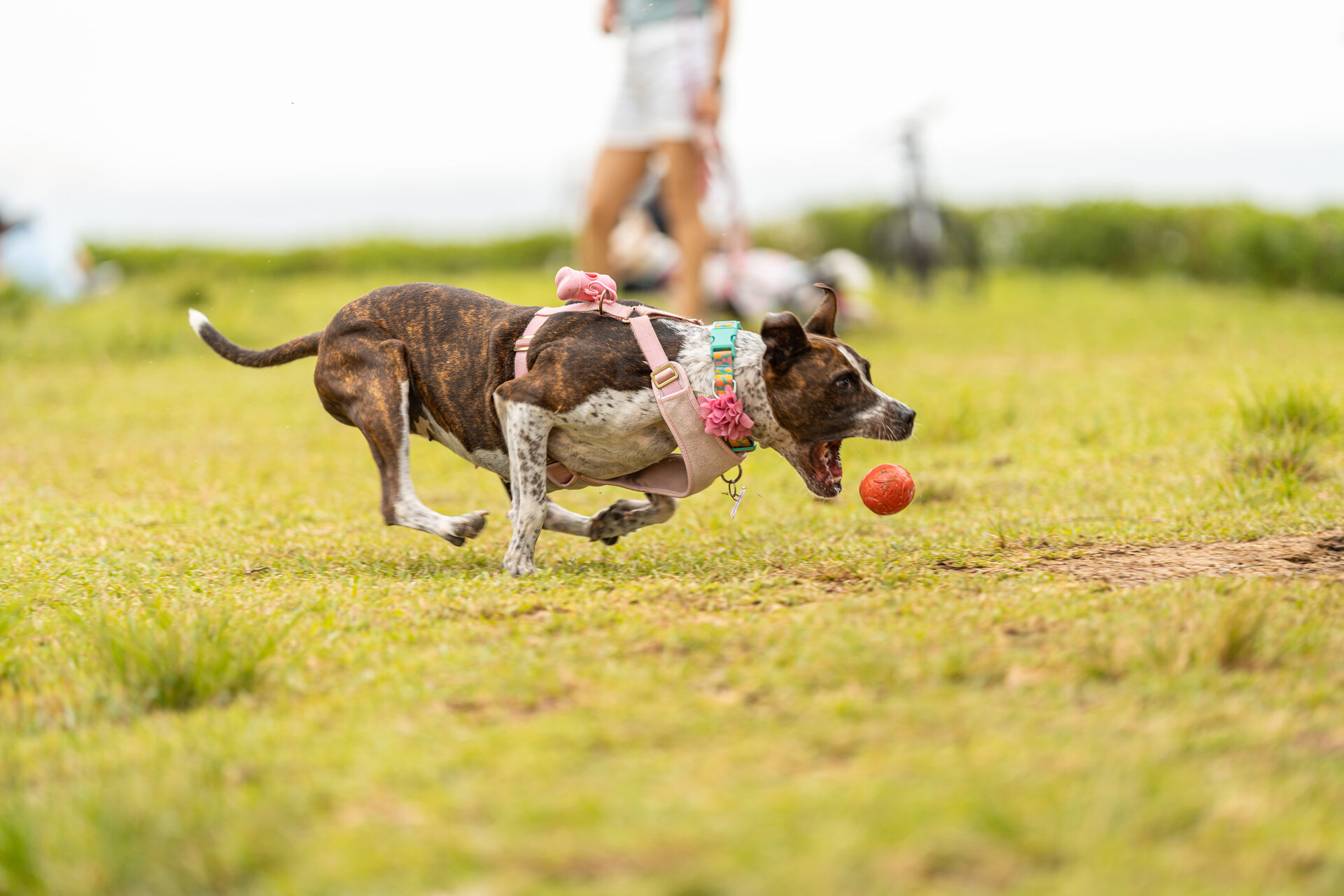 A dog chasing a ball in a field