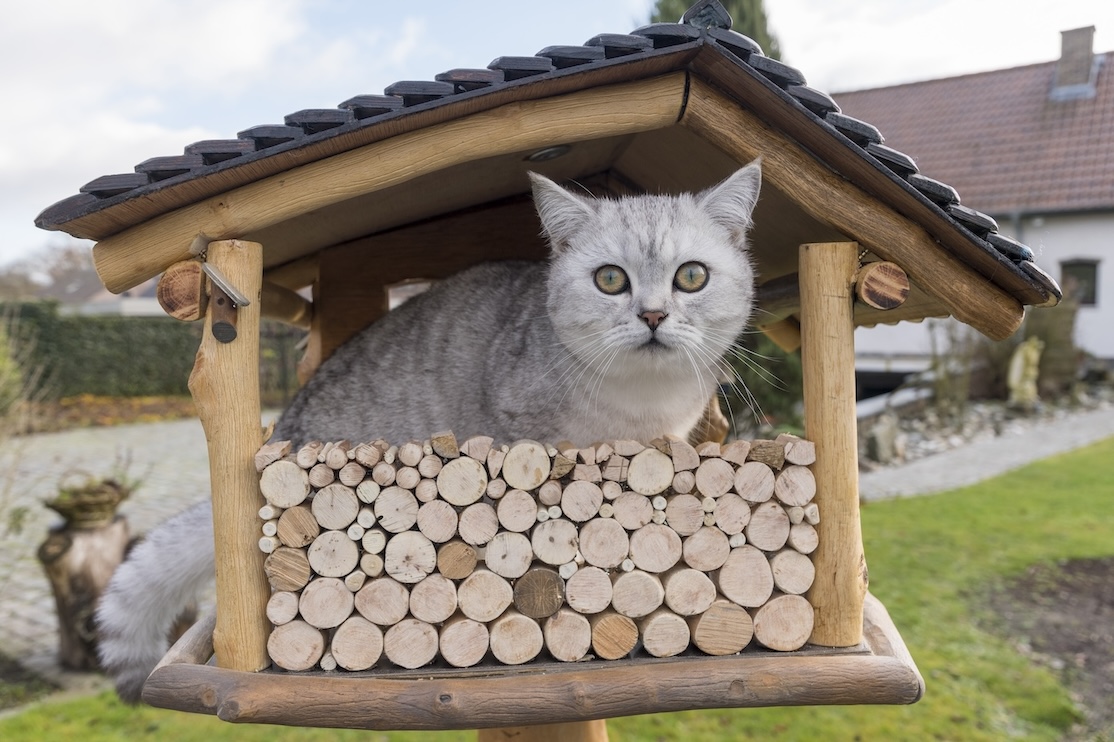 Weiß-graue Katze sitzt in einem Vogelhaus