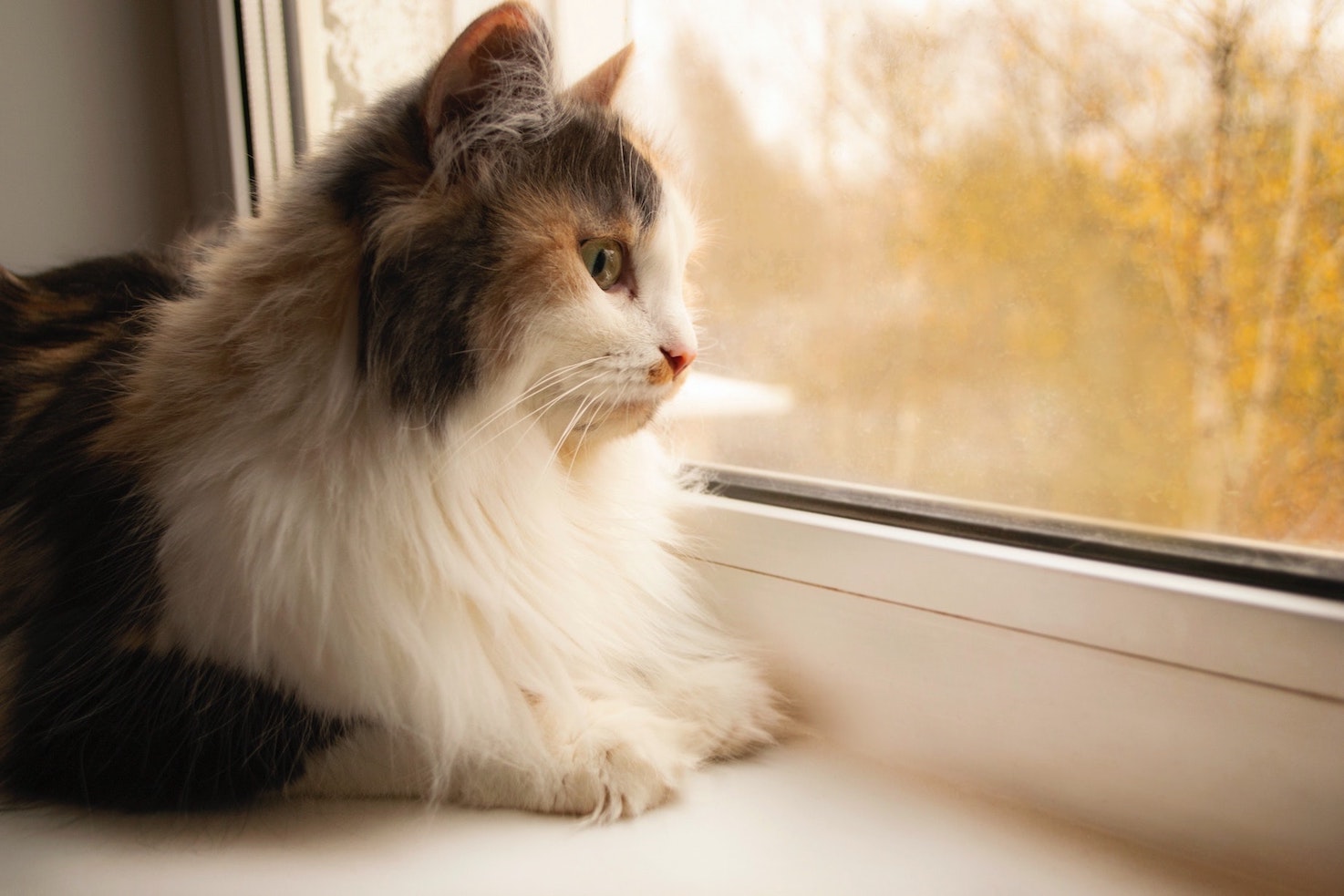 Dreifarbige Langhaarkatze liegt auf einer Fensterbank und sieht nach draußen