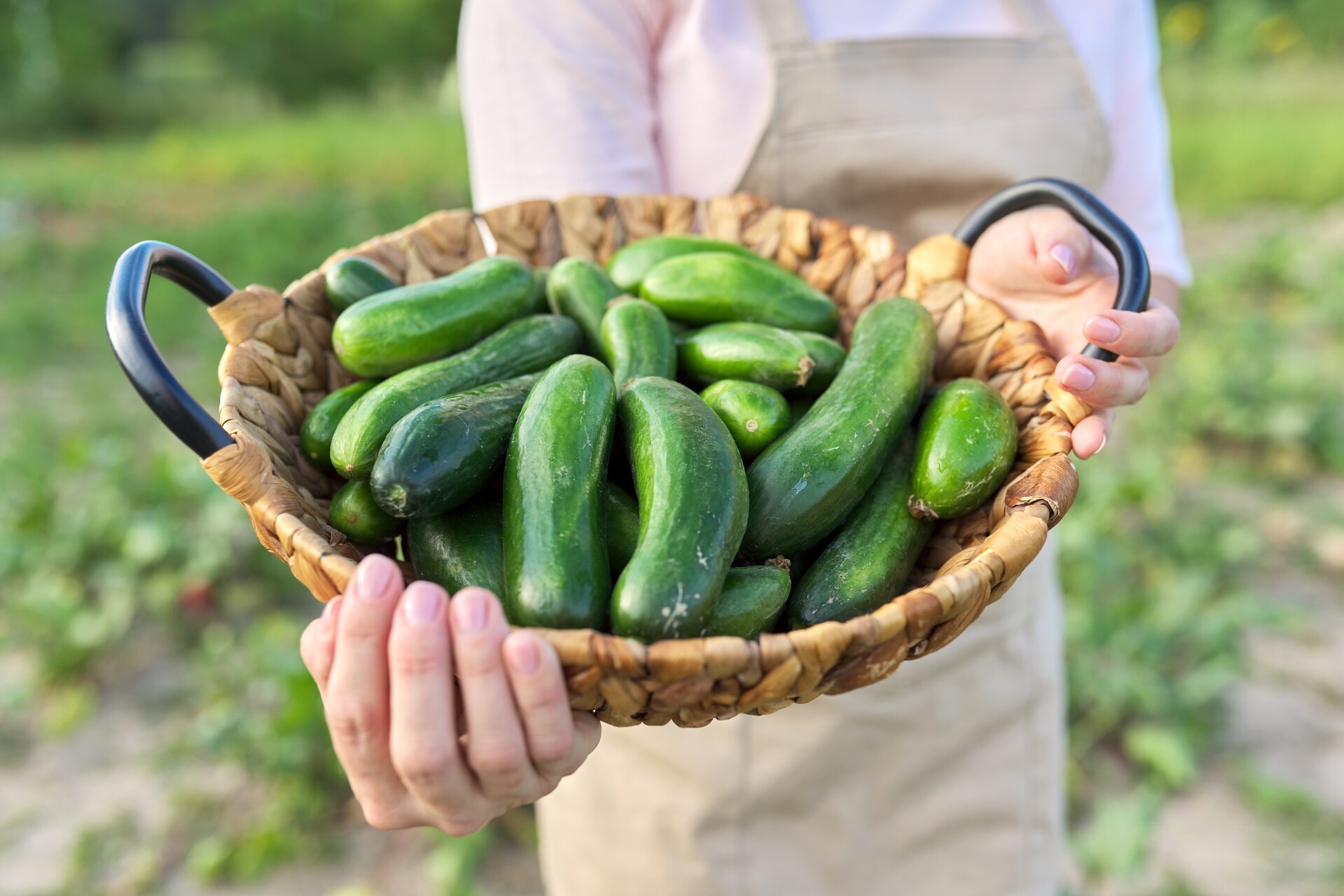 A woman holding a basket full of cucumbers