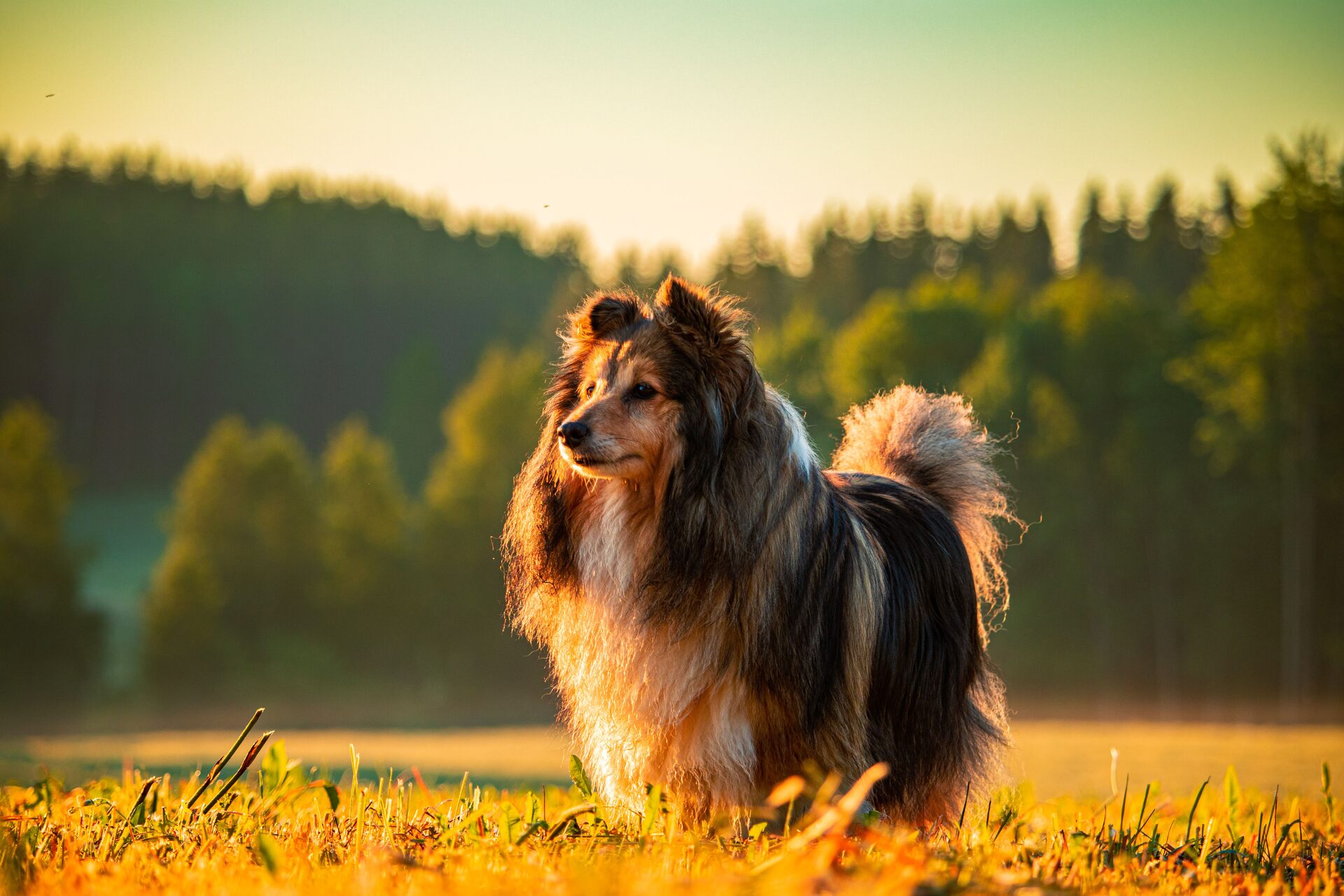 A Shetland Sheepdog standing in a field