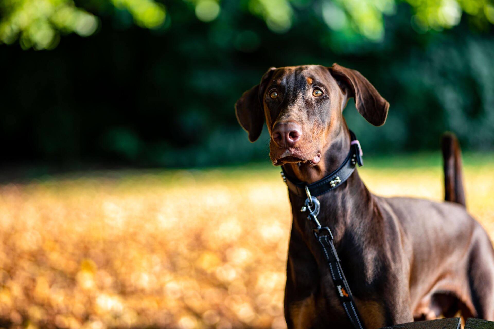 A Doberman Pinscher in an open field