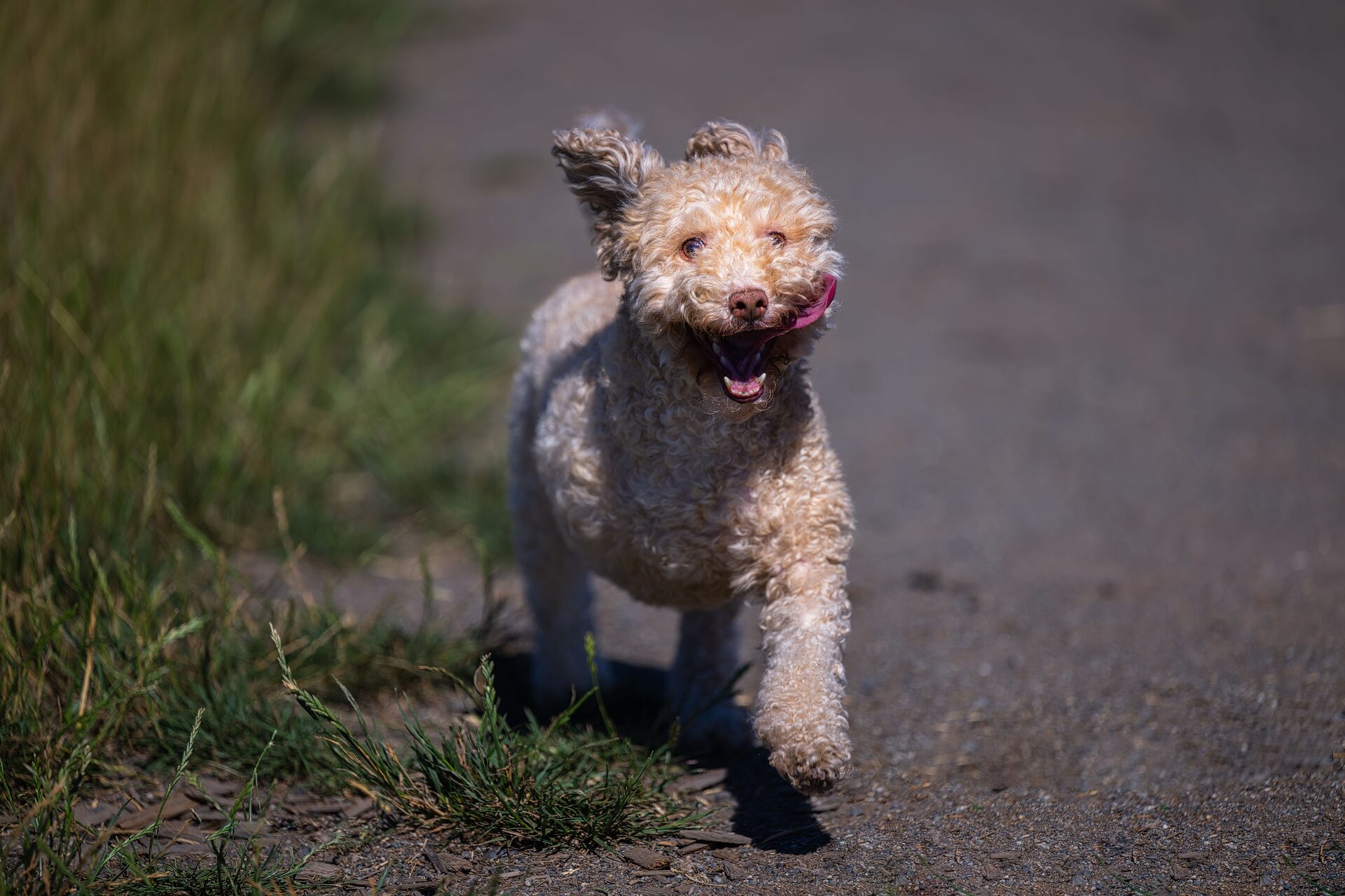 A puppy running off from a toilet break