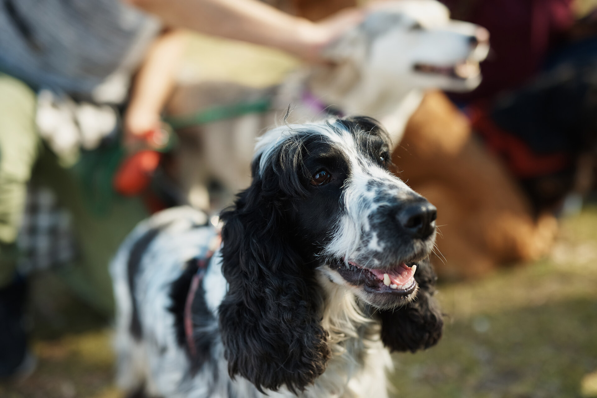 An English Springer Spaniel on a walk outdoors