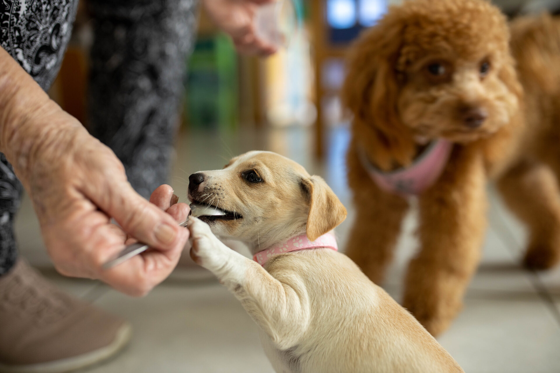 A puppy eating a treat for a successful toilet break