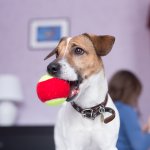 A dog holding a ball in its mouth