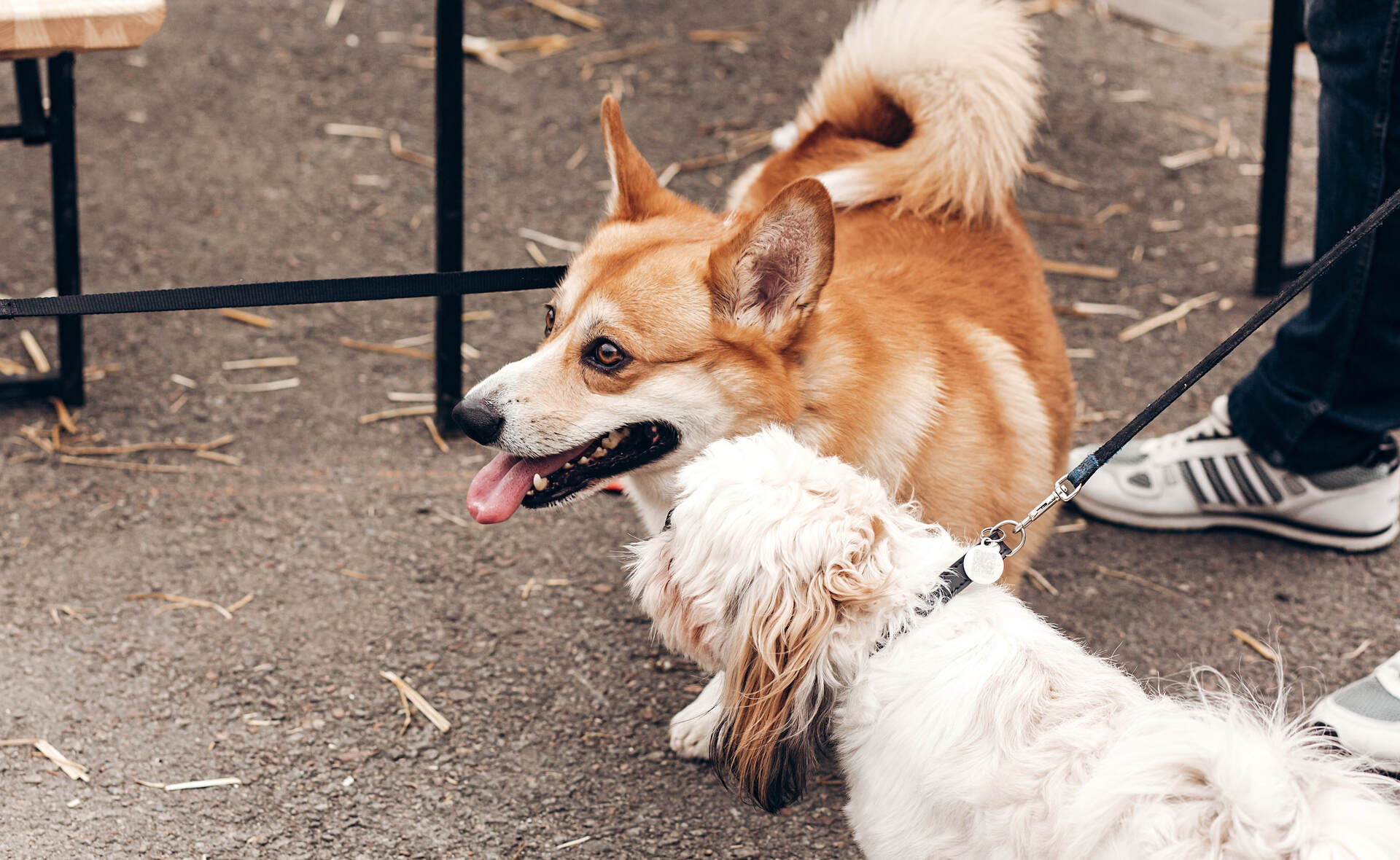 Two dogs getting introduced at a park