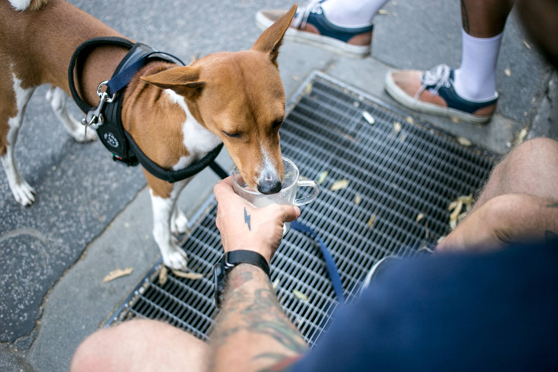 A dog drinking out of a cup outdoors