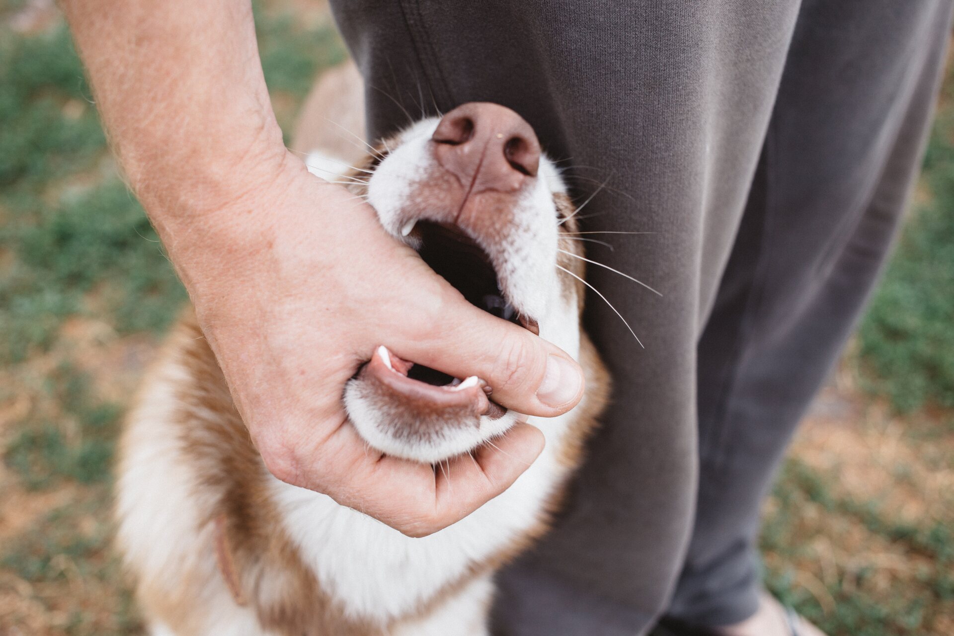 A dog biting a man's hand